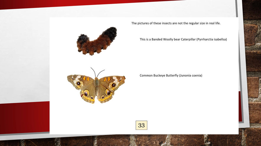 KGRS Insects